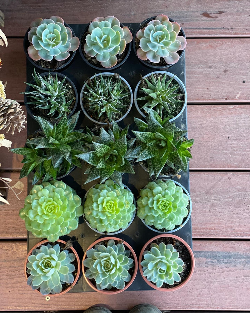 Potted Plants
