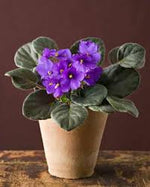 African Violet plant