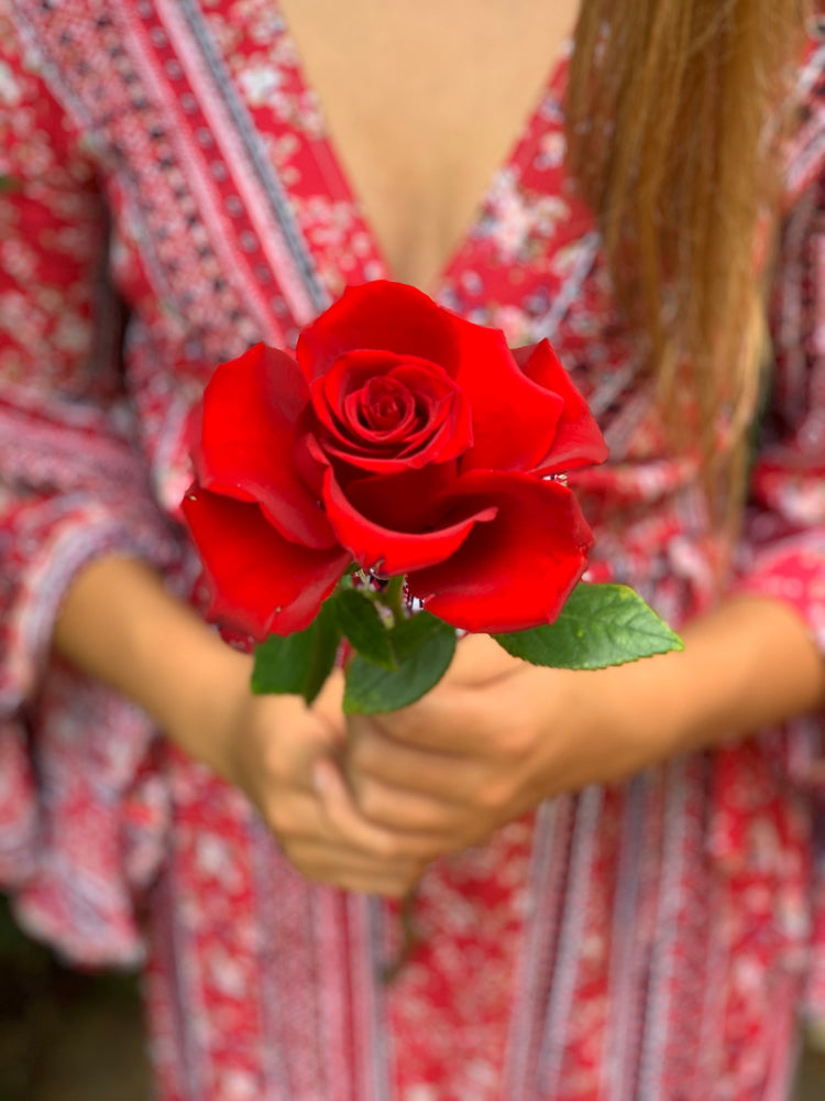 Single red rose