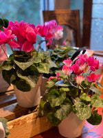 Cyclamen Plant