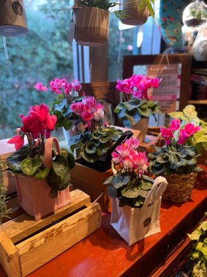 Cyclamen Plant