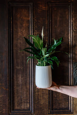 Peace Lily Plant