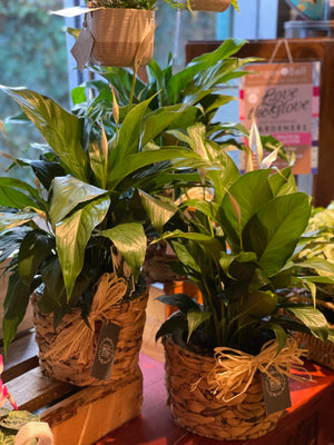 Peace Lily Plant